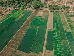 الاستثمار الزراعي